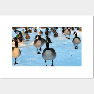 Canada Geese Flock and Mallard Ducks In The Snow Posters and Art